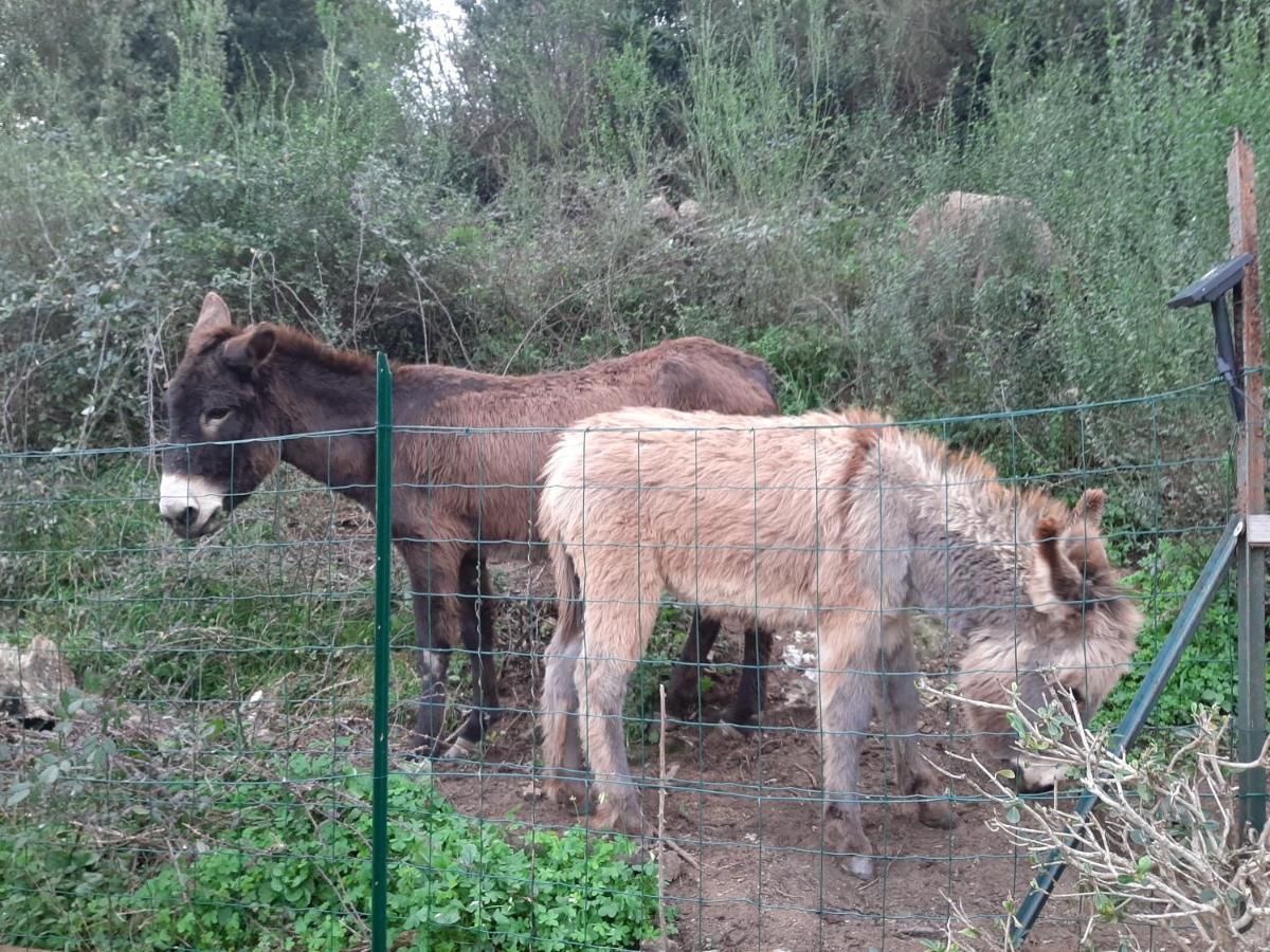 Ribellu Villa Bastiya Dış mekan fotoğraf